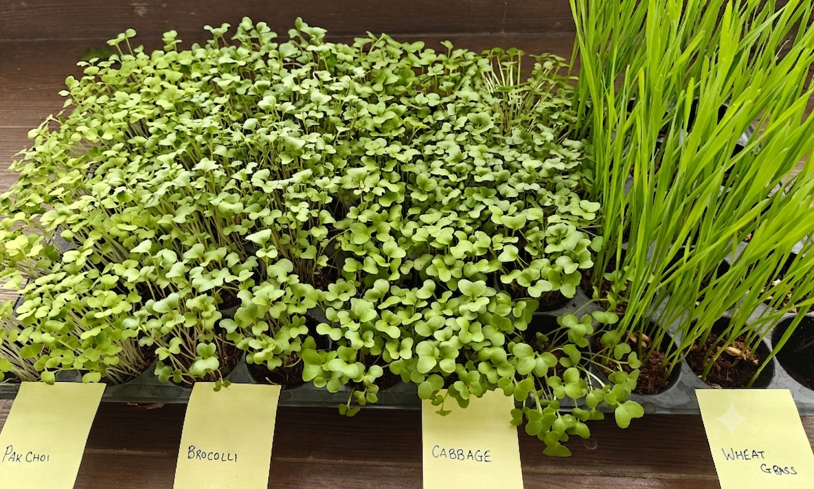 What Are Microgreens and Why You Should Care